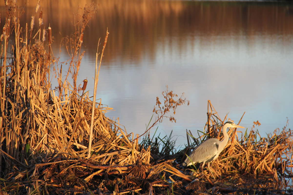 Reiger