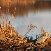 Reiger