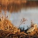 Reiger